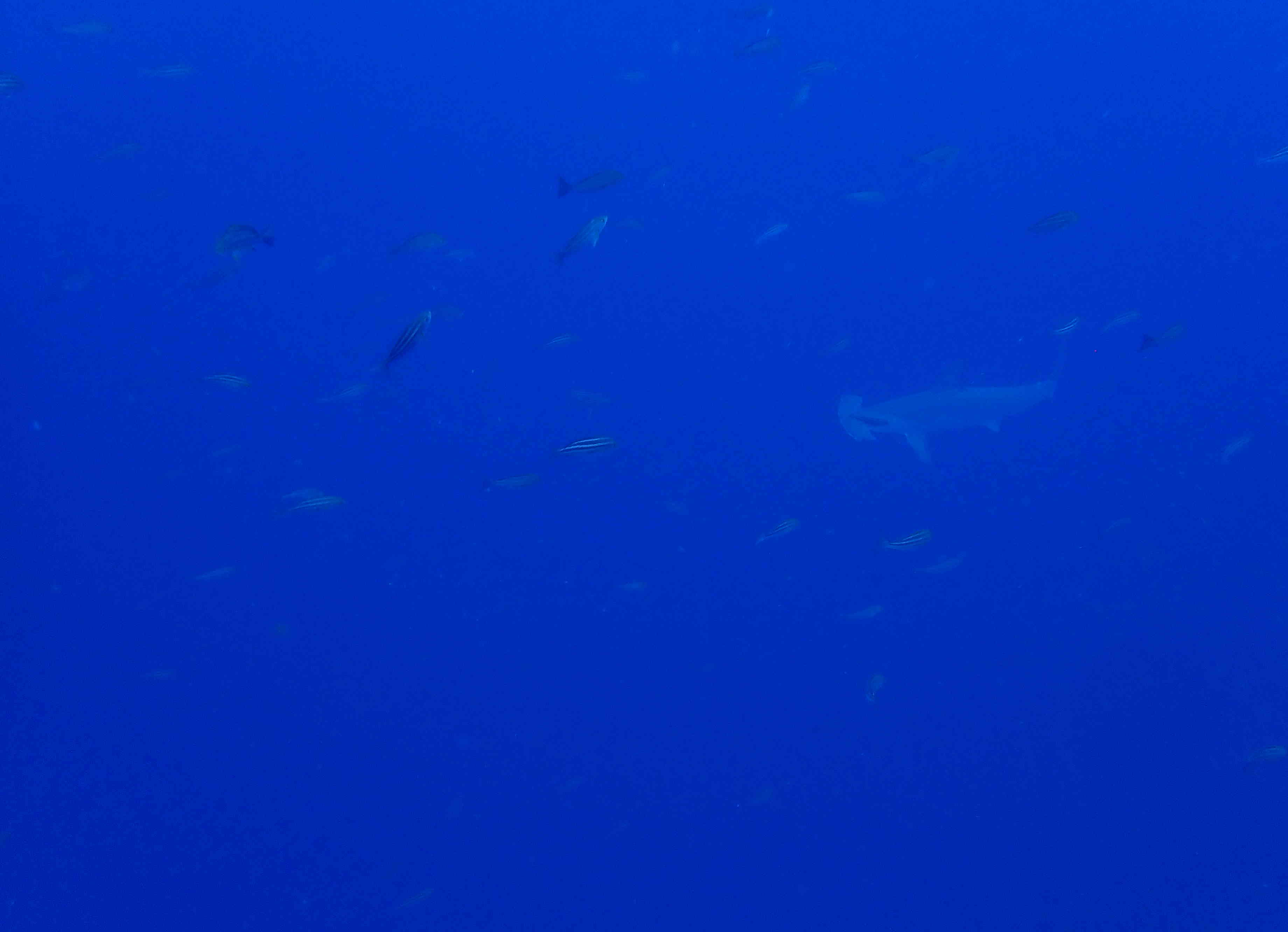 Stray Hammerhead Shark (at Mikomoto)